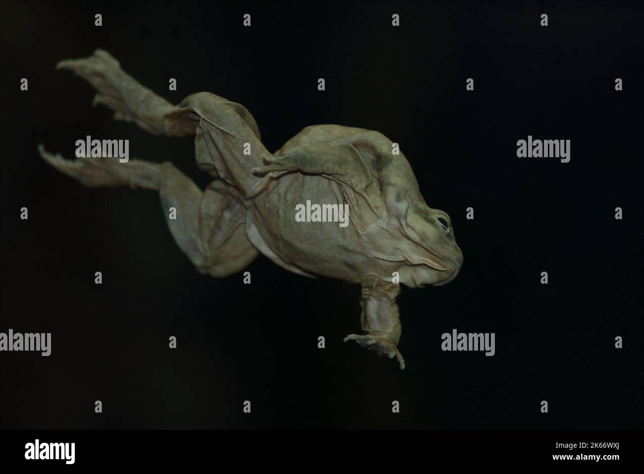 La grenouille ticaca (Telmatobius culeus) dans un habitat naturel sous-marin Banque D'Images