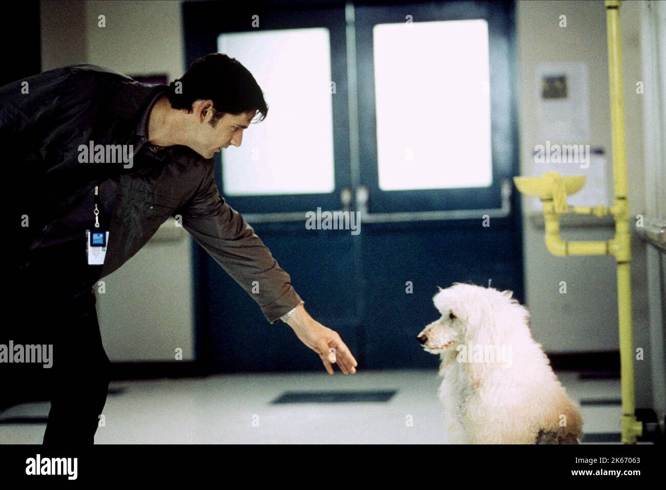 ERIC BANA, CHIEN DE POODLE, HULK, 2003 Banque D'Images