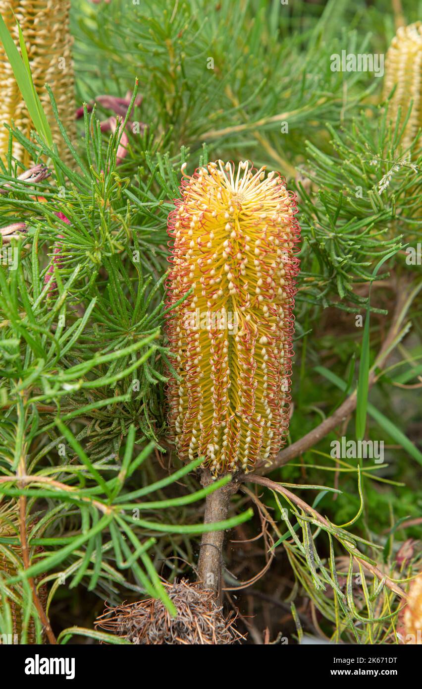Honeysuckle australien : Banksia spinulosa « bougies d'anniversaire » Banque D'Images