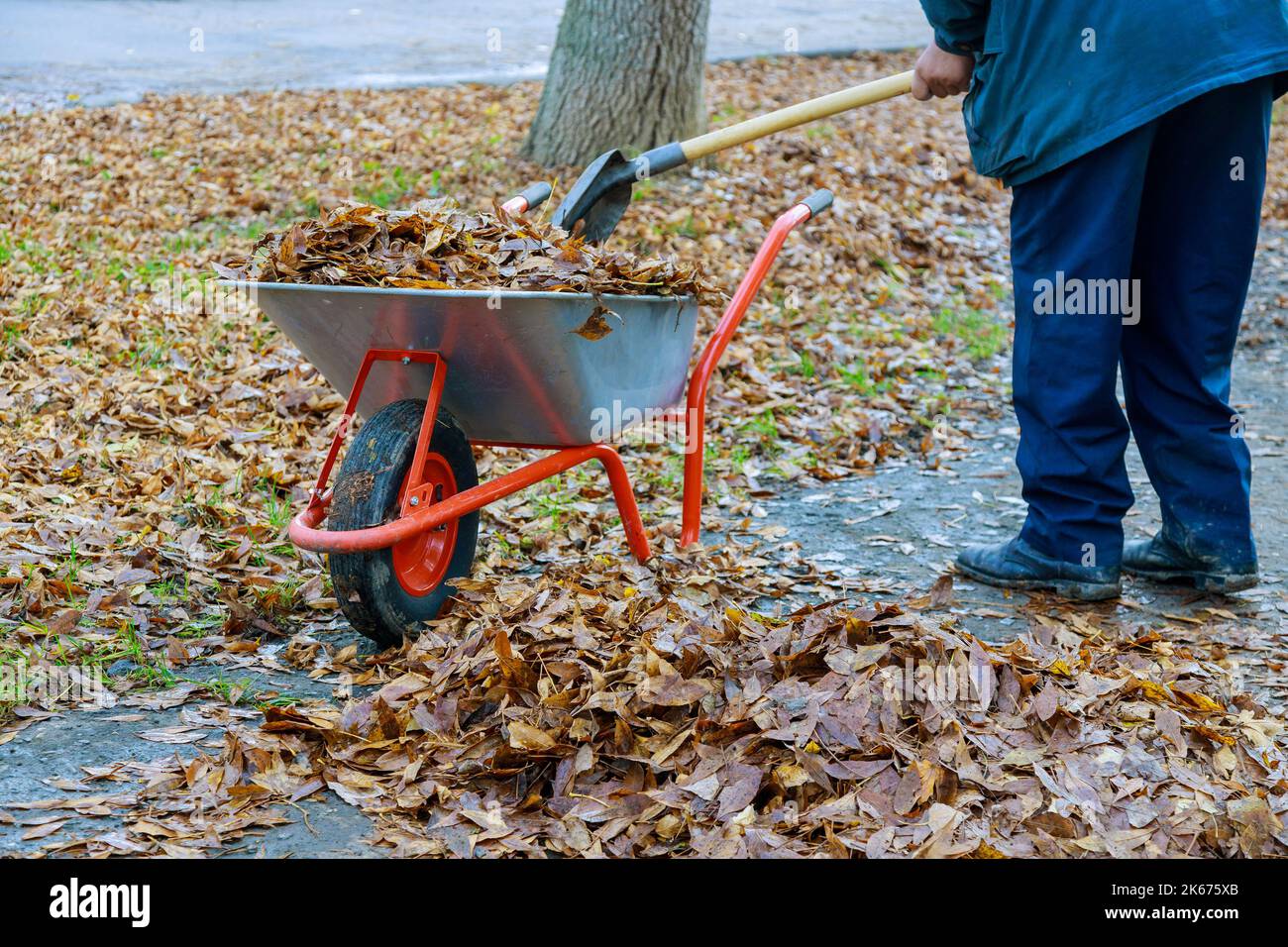 Une brouette pleine de feuilles séchées est utilisée par un travailleur municipal pour nettoyer le trottoir des feuilles d'automne durant l'automne. Banque D'Images