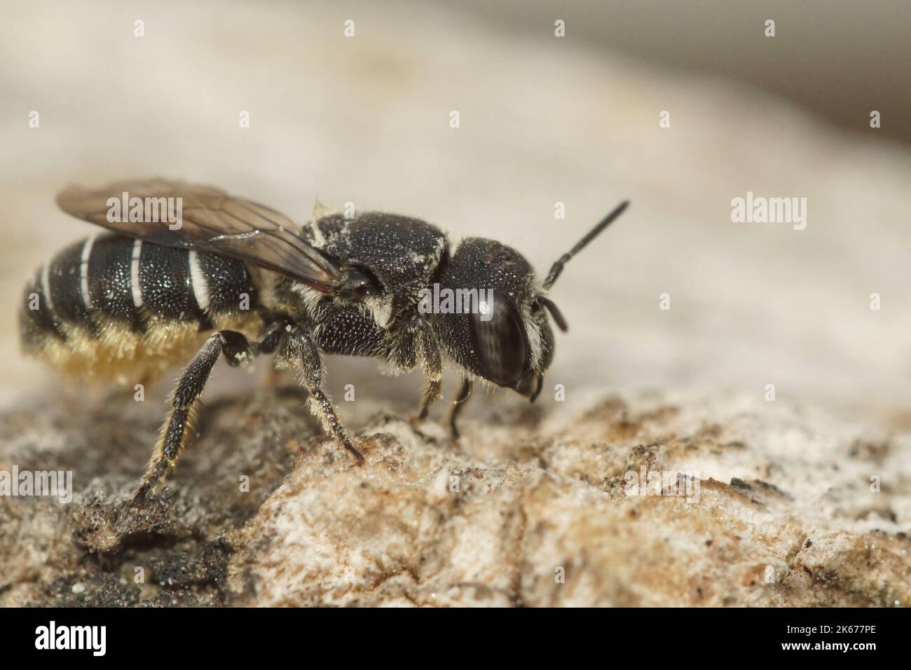 Gros plan d'une petite abeille femelle en résine, Heriades crenulatus dans le Gard, France Banque D'Images
