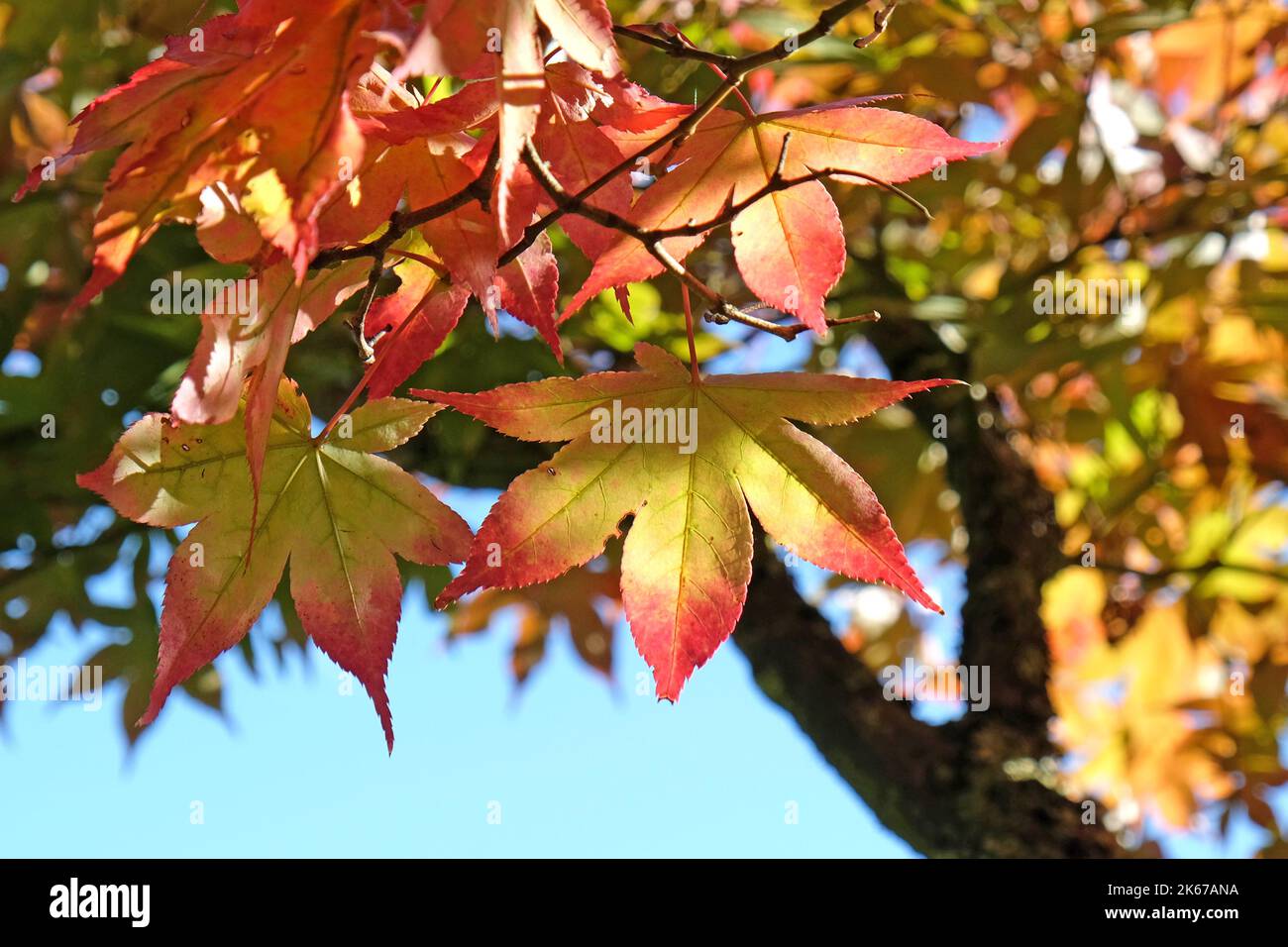 Japonais Acer laisse la couleur en tournant à l'automne, Surrey, Royaume-Uni. Banque D'Images
