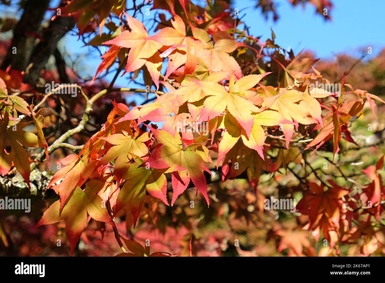 Japonais Acer laisse la couleur en tournant à l'automne, Surrey, Royaume-Uni. Banque D'Images