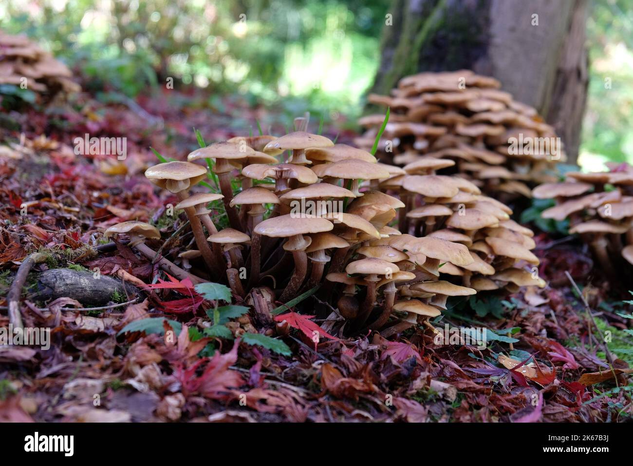 Champignon du miel croissant parmi la litière de feuilles des acres japonais, Surrey, Royaume-Uni. Banque D'Images