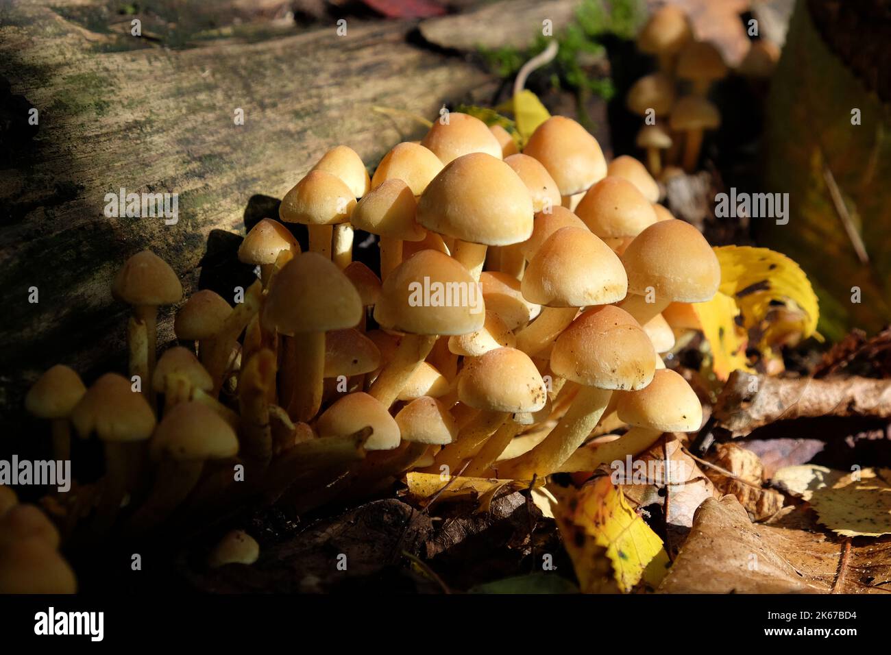 Champignons Tuft de soufre poussant sur du bois mort, Surrey, Royaume-Uni Banque D'Images
