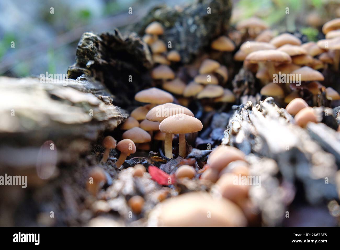 Champignons Tuft de soufre poussant sur du bois mort, Surrey, Royaume-Uni Banque D'Images
