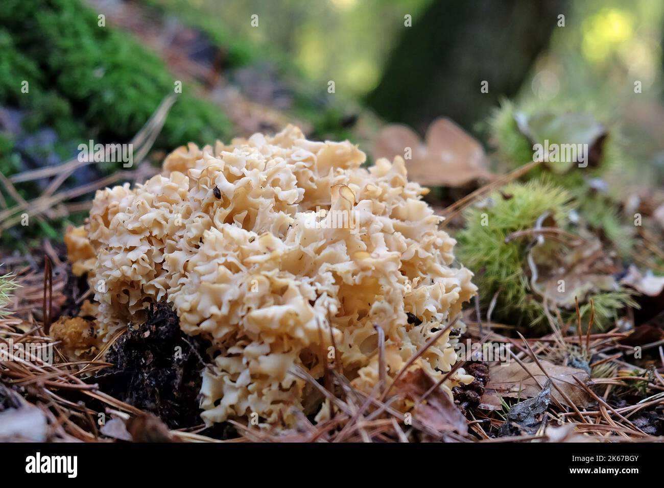 Champignon du chou-fleur à la base des conifères, Surrey, Royaume-Uni Banque D'Images