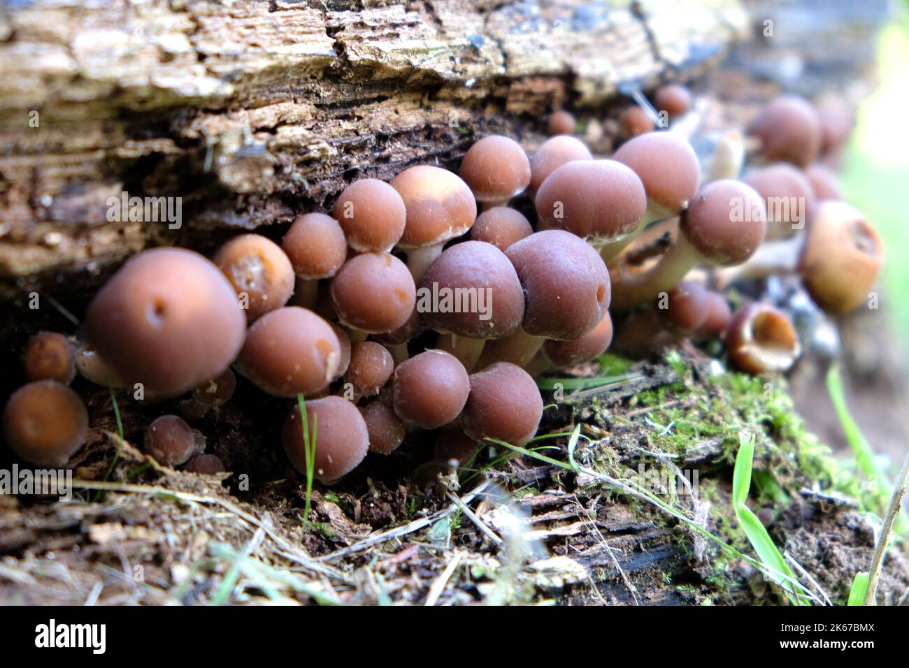 Champignons rustgill ordinaires poussant sur du bois mort, Surrey, Royaume-Uni. Banque D'Images