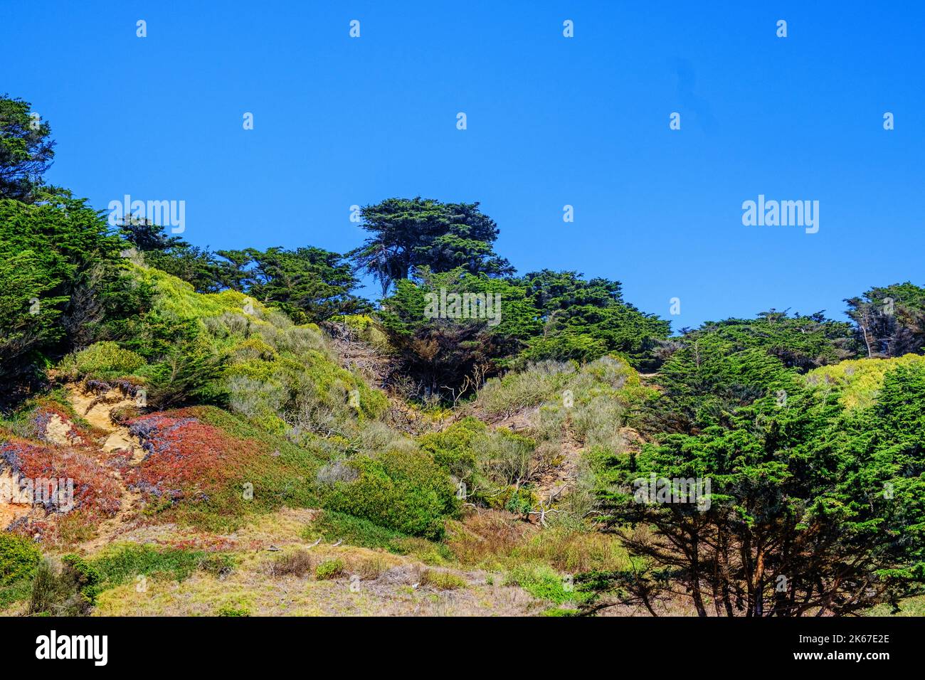 Arbres et buissons sauvages et naturels de cyprès et d'eucalyptus à Lands End Costal Trail, nord-ouest de San Francisco, Californie, États-Unis Banque D'Images