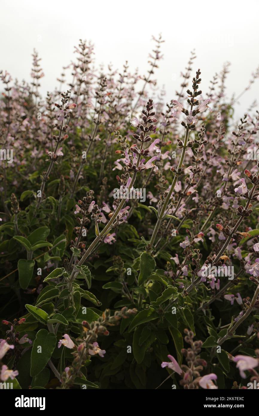 Fleurs sauvages de sauge de Salvia herbes dans les montagnes. Fond floral naturel. Carte romantique. Banque D'Images