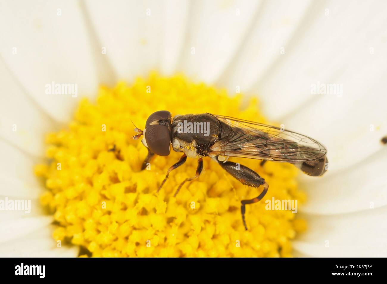 Gros plan sur un planque à pattes épaisses , Syritta pipipiens assis sur une fleur blanche de Bellis perennis jaune dans le jardin Banque D'Images