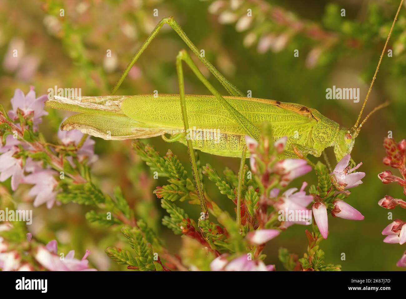 Gros plan sur un mâle imago adulte vert, drépanocytaire, buisson-cricket, Phaneroptera falcata, se cachant dans la végétation Banque D'Images
