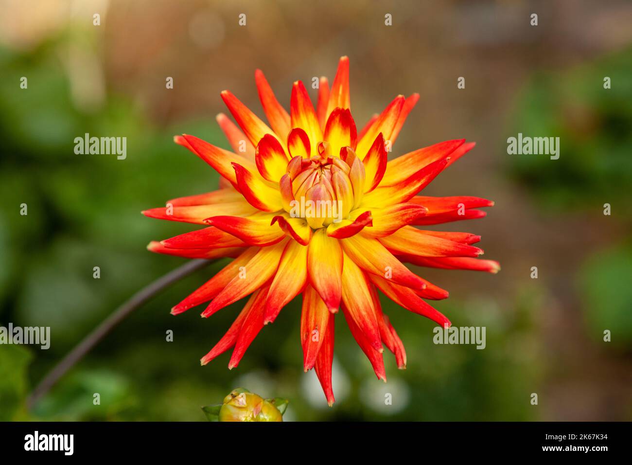 Dahlia Karma Bon Bini Banque D'Images