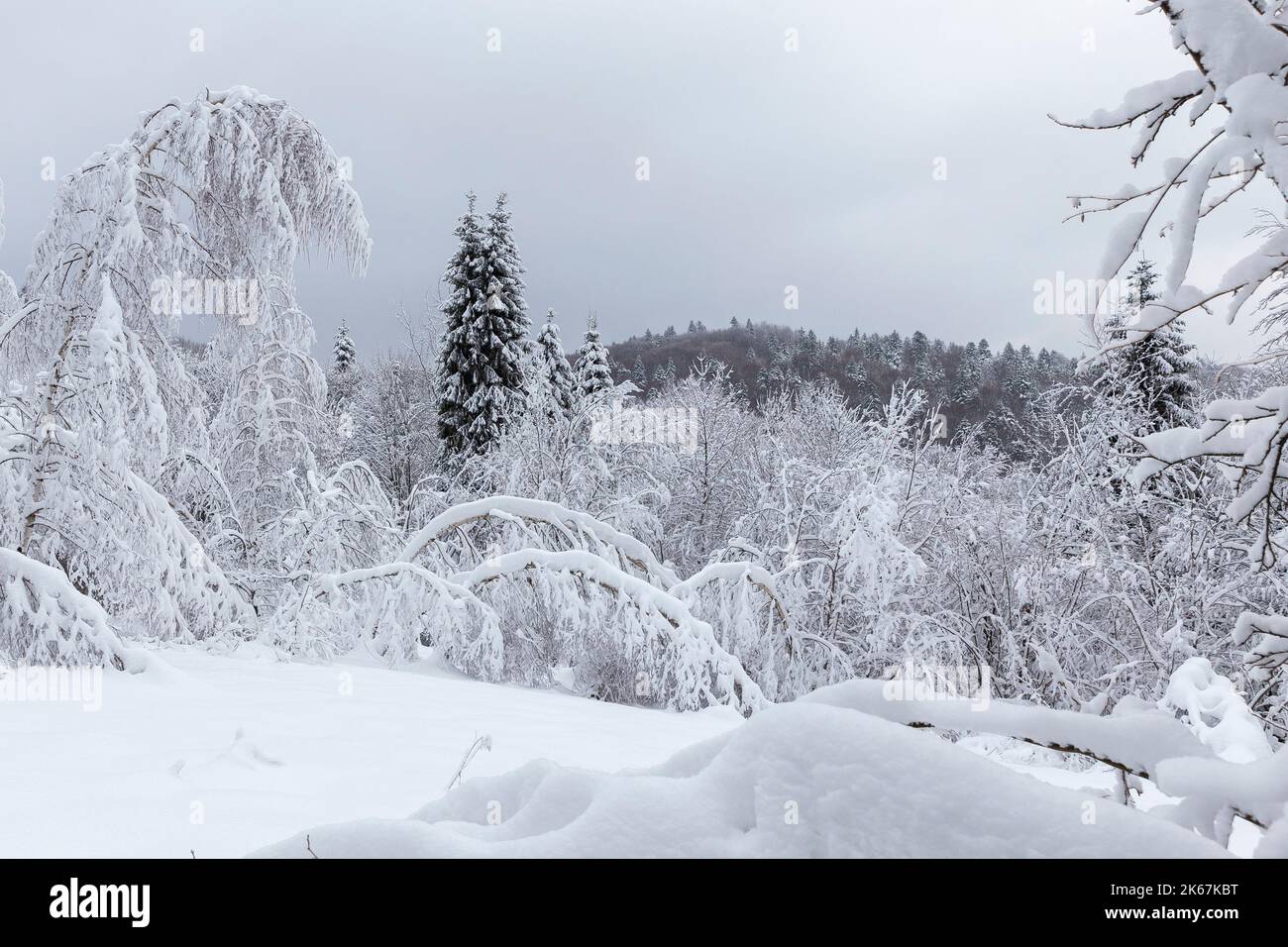 Un paysage d'hiver unique. Arbres pliés sous la neige. Fortes chutes de neige. Thème d'hiver, concept du nouvel an et hiver enneigé. Banque D'Images