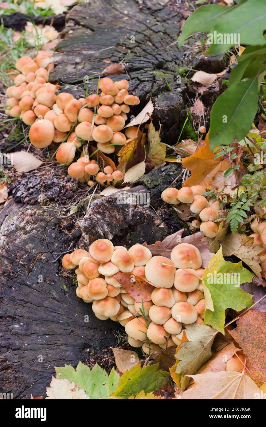 Champignons souches ou champignon du miel Armillaria mellea à l'automne Banque D'Images