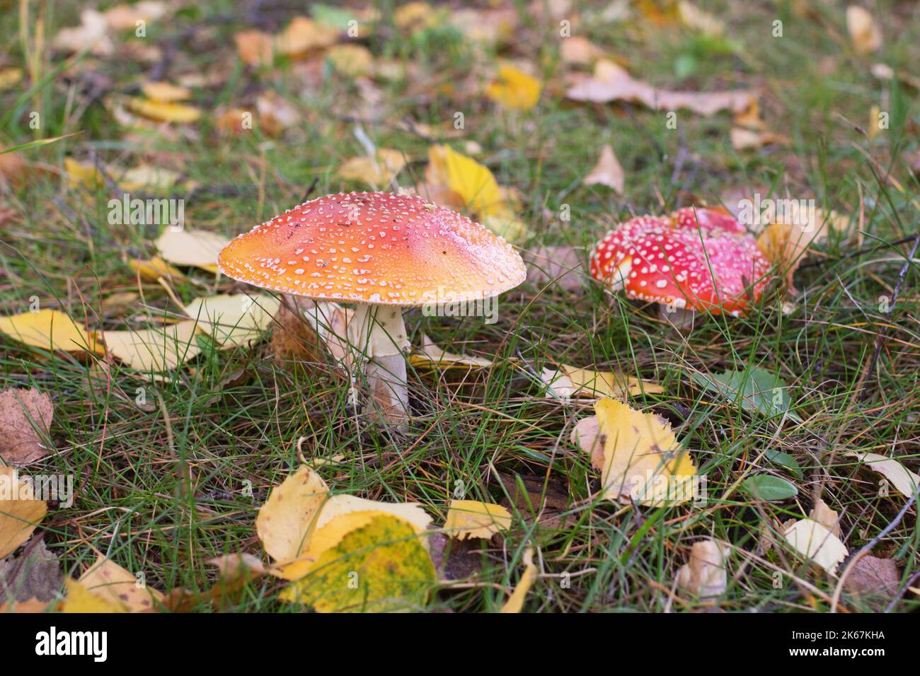 Mouche à champignons rouge agaric (Amanita muscaria) Banque D'Images