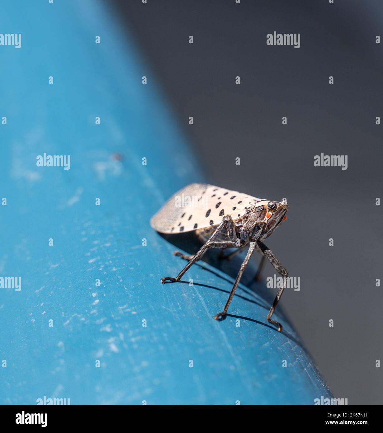 Gros plan de Spotted Lanternfly dans le comté de Berks, en Pennsylvanie. Les lanternflies sont un planthopper invasif originaire d'Asie découvert en PA à Berks Banque D'Images