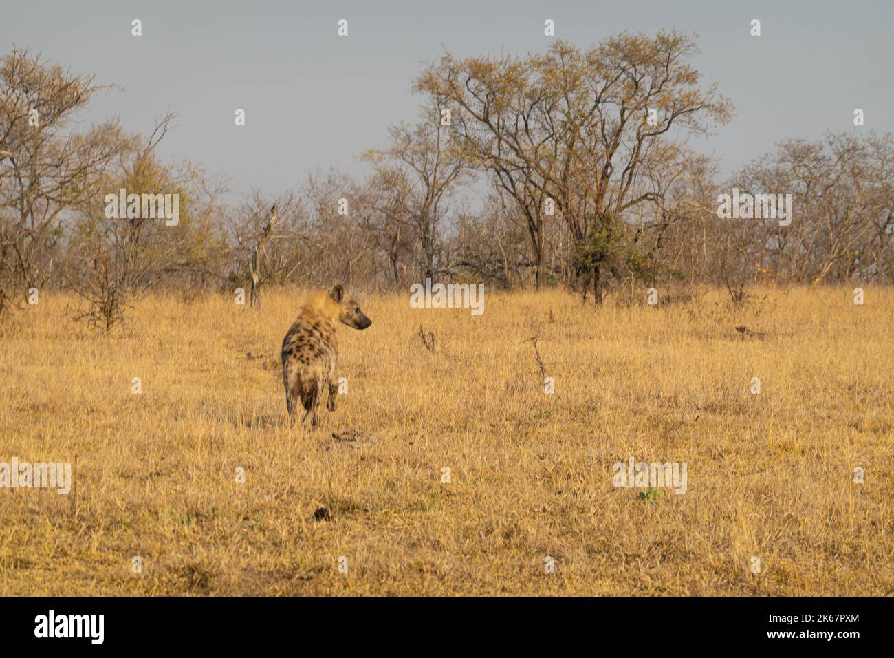 La hyène tachetée et brune, avec son corps et sa tête tachetés marron - noir - blanc ainsi que ses pattes rayées, sont principalement à la maison dans le Kruger National Banque D'Images