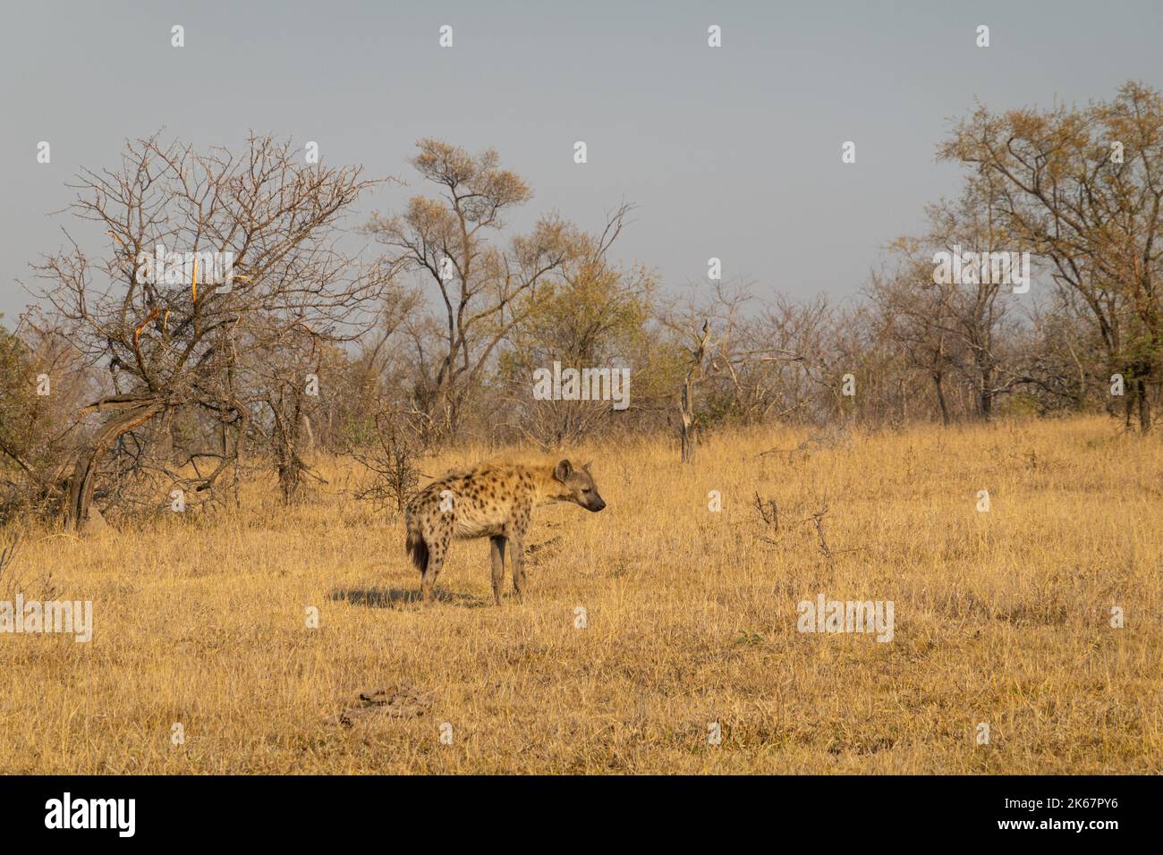 La hyène tachetée et brune, avec son corps et sa tête tachetés marron - noir - blanc ainsi que ses pattes rayées, sont principalement à la maison dans le Kruger National Banque D'Images