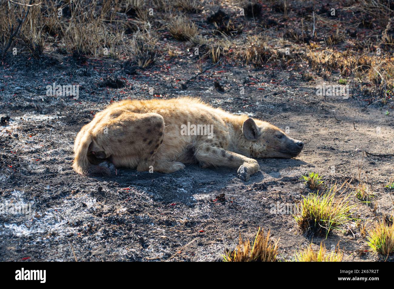 La hyène tachetée et brune, avec son corps et sa tête tachetés marron - noir - blanc ainsi que ses pattes rayées, sont principalement à la maison dans le Kruger National Banque D'Images