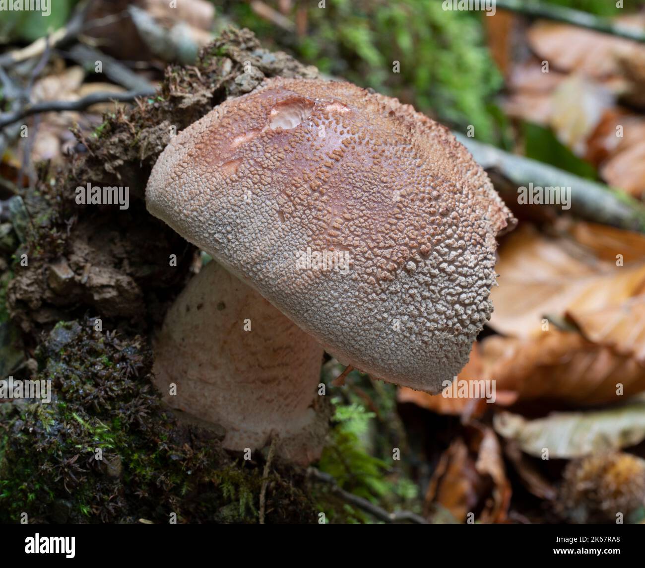 Champignon de fard - Amanita. A. rubescens Banque D'Images