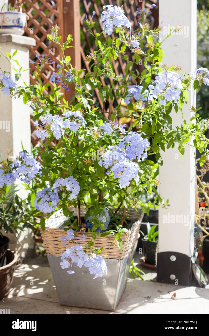 Plante de plumbago bleu béatiful méditerranéenne semi-boisé vivace arbuste qui produit des fleurs bleues comme le phlox sur la terrasse Banque D'Images