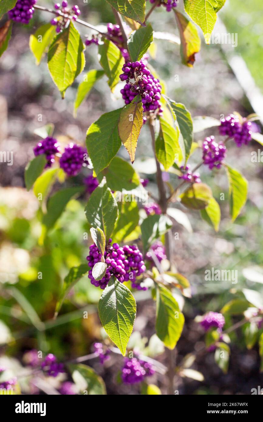 Belle plante décorative d'automne Callicarpa bodinieri appelée Beautyberry de Bodinier Banque D'Images