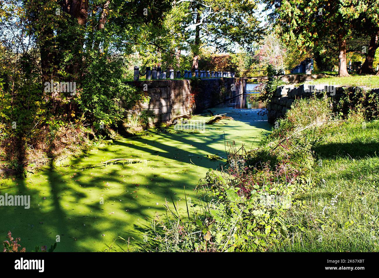 Algues vertes le long d'un petit canal menant à la rivière Seneca et au lac Onondaga à Liverpool, New York, en automne Banque D'Images