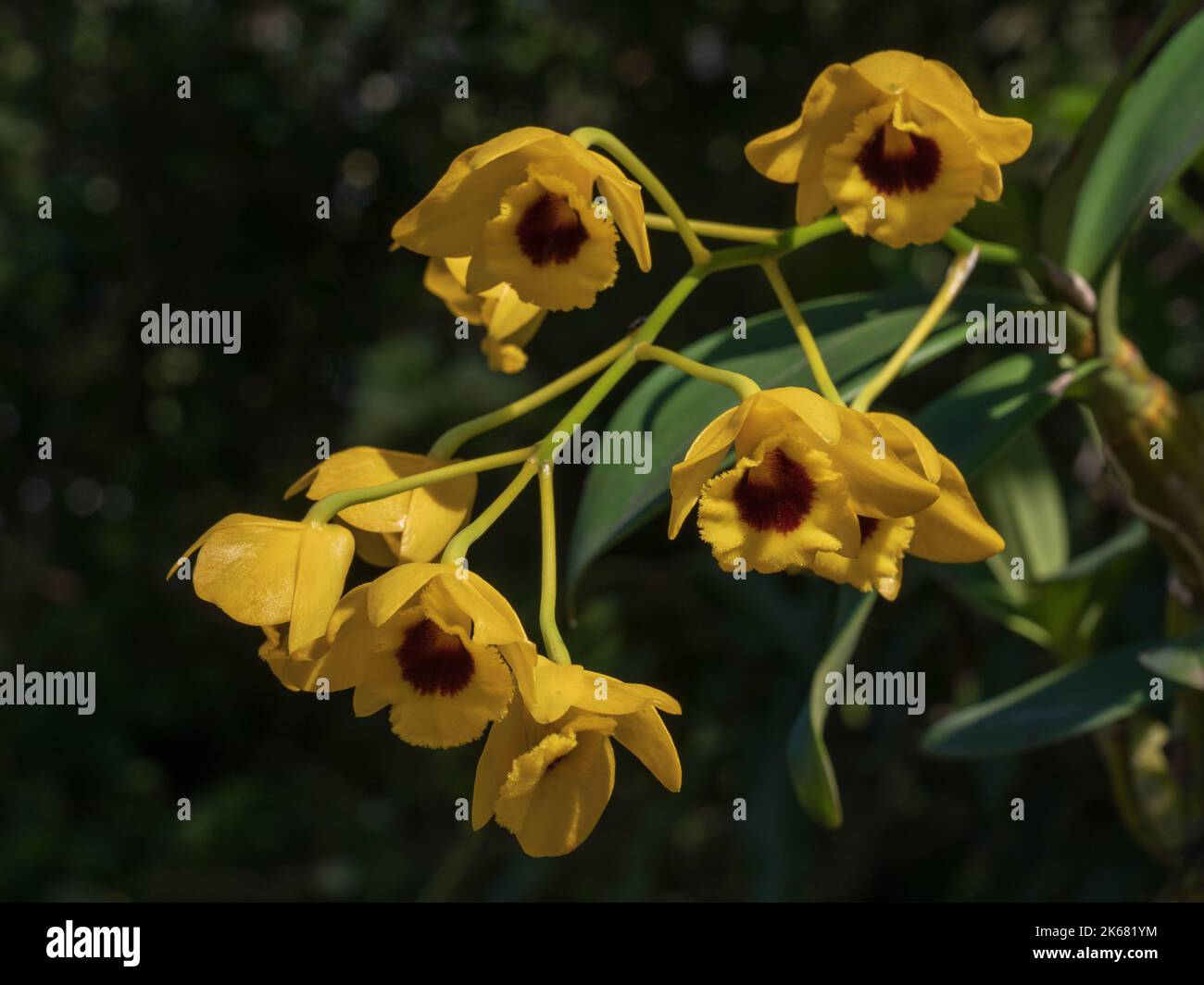 Vue rapprochée de l'espèce d'orchidée tropicale dendrobium chrysotoxum var suavissimum jaune et rouge foncé grappe de fleurs isolées à l'extérieur sous la lumière du soleil Banque D'Images