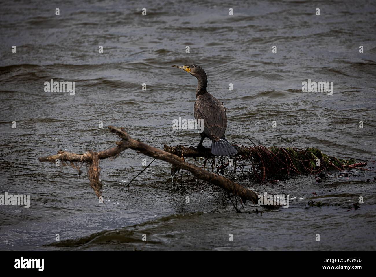 Cormoran Banque D'Images