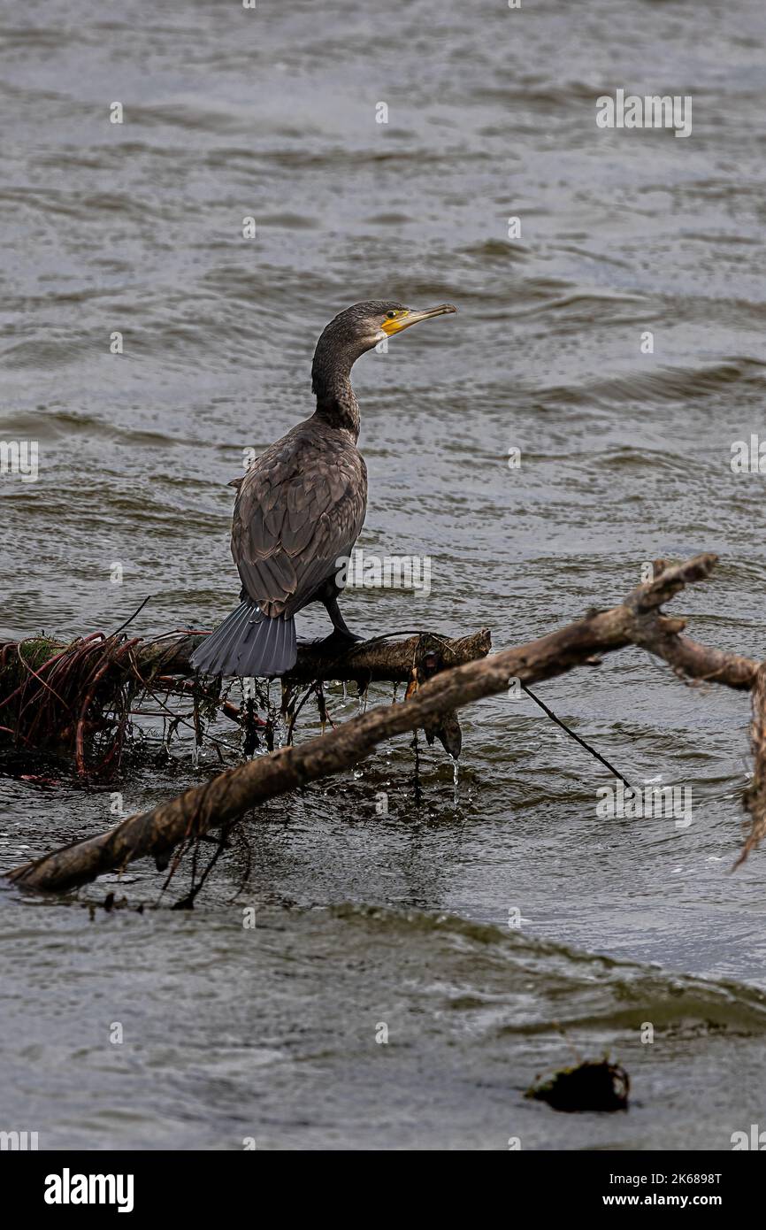 Cormoran Banque D'Images