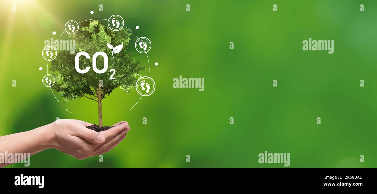 Empreinte carbone, concept de sources d'énergie durables avec arbre à portée de main Banque D'Images