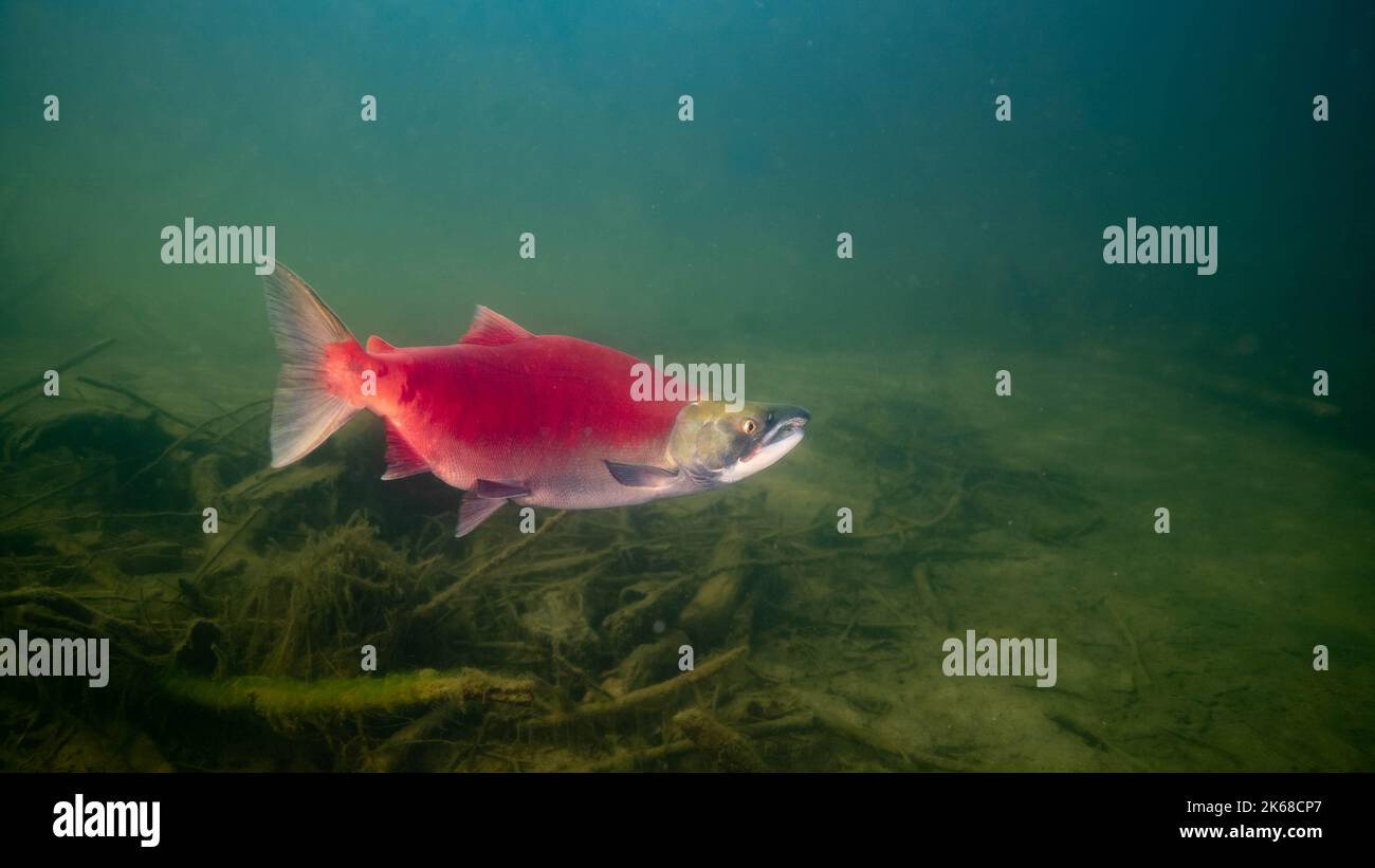 Saumon sockeye adulte présentant des caractéristiques de frai complètes dans la rivière Adams, en Colombie-Britannique, au Canada. Banque D'Images