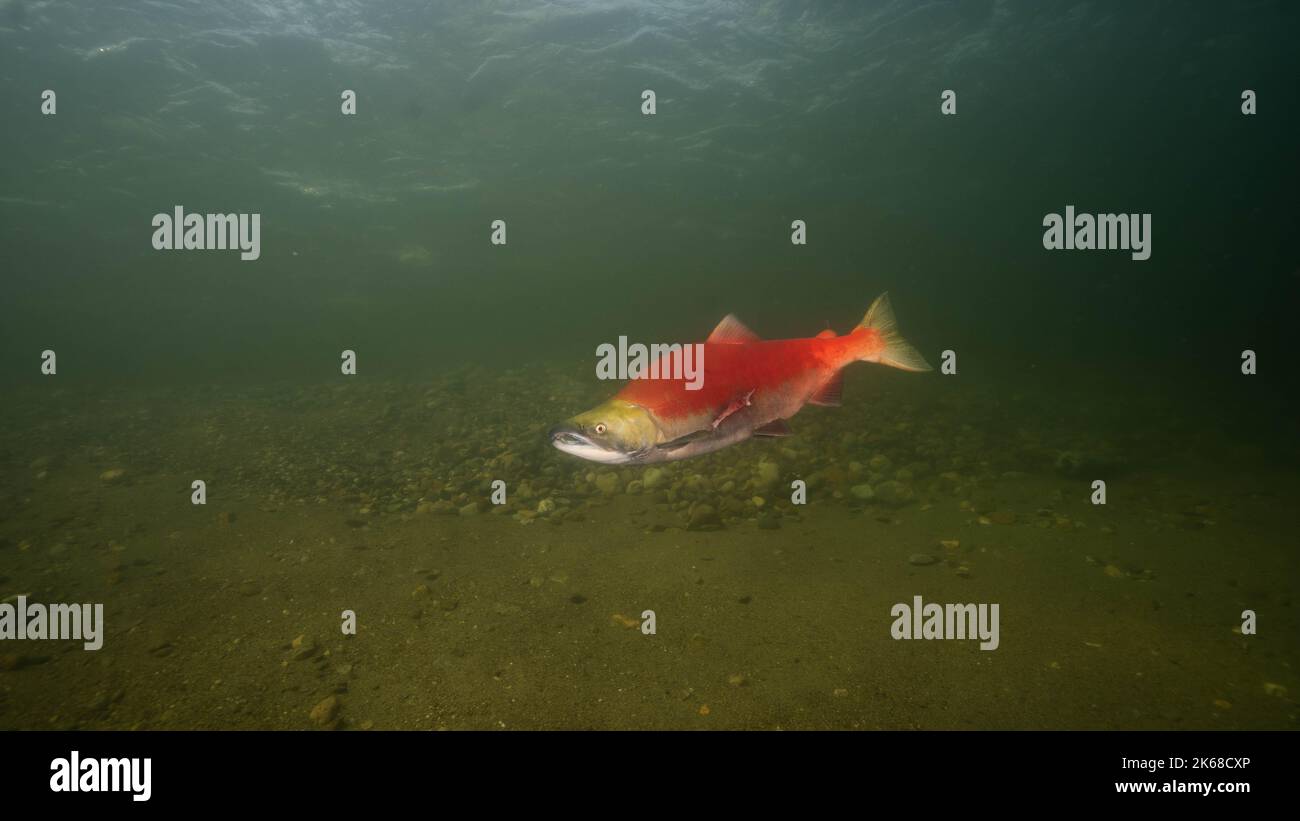 Saumon rouge adulte dans le lac shuswap, dans le bras Salmon, Colombie-Britannique, Canada. Banque D'Images