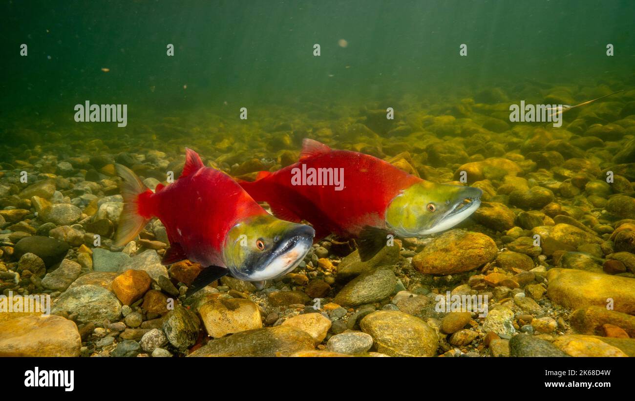 Saumon mâle et femelle qui garde leur nid dans la rivière Adams, en Colombie-Britannique, au Canada. Banque D'Images