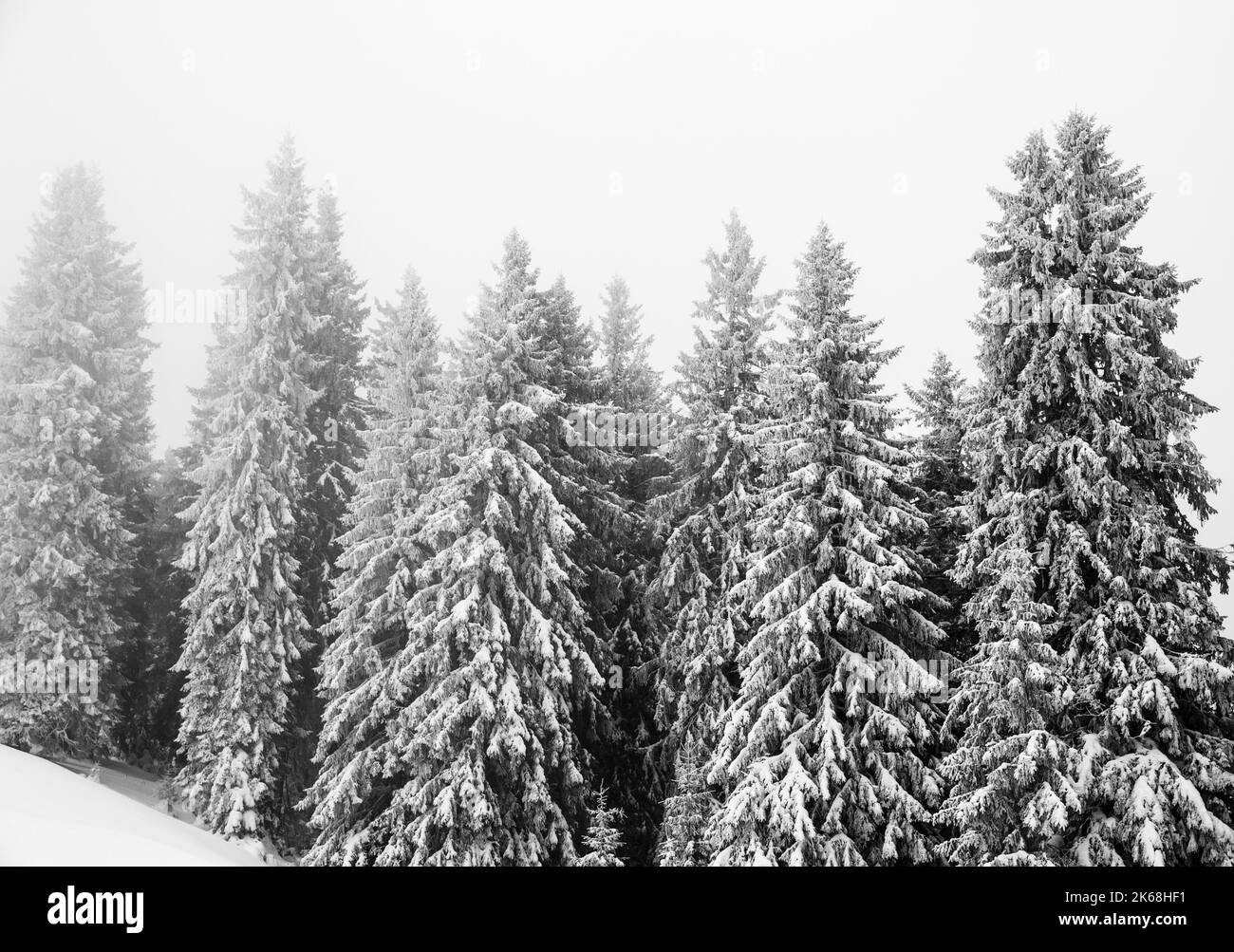 Forêt de sapins enneigés après la chute de neige et ciel gris en brume le jour d'hiver. Vacances de Noël dans les Carpathian Mountains, Ukraine. Noir et blanc Banque D'Images