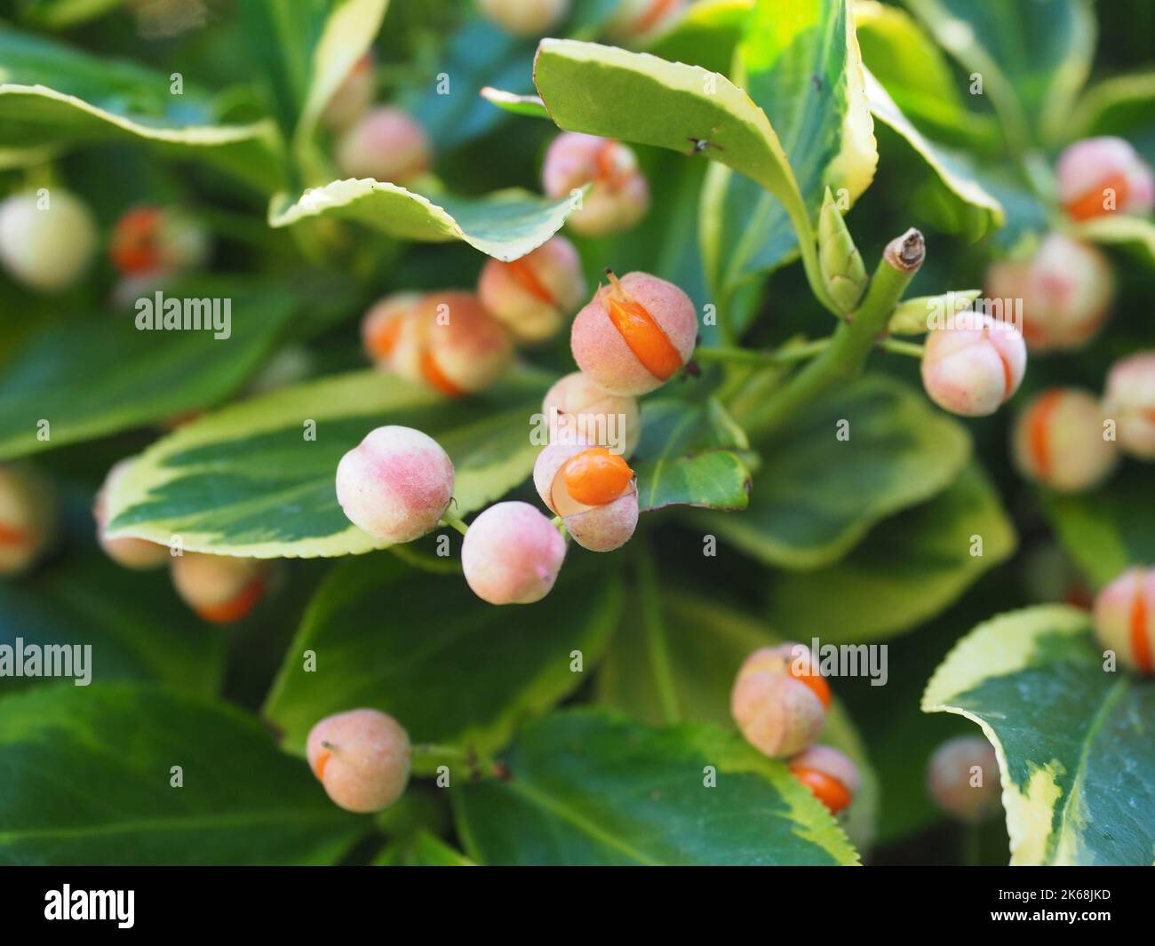 Fruits d'Euonymus fortunei Émeraude et Or - Euonymus de Fortune Banque D'Images