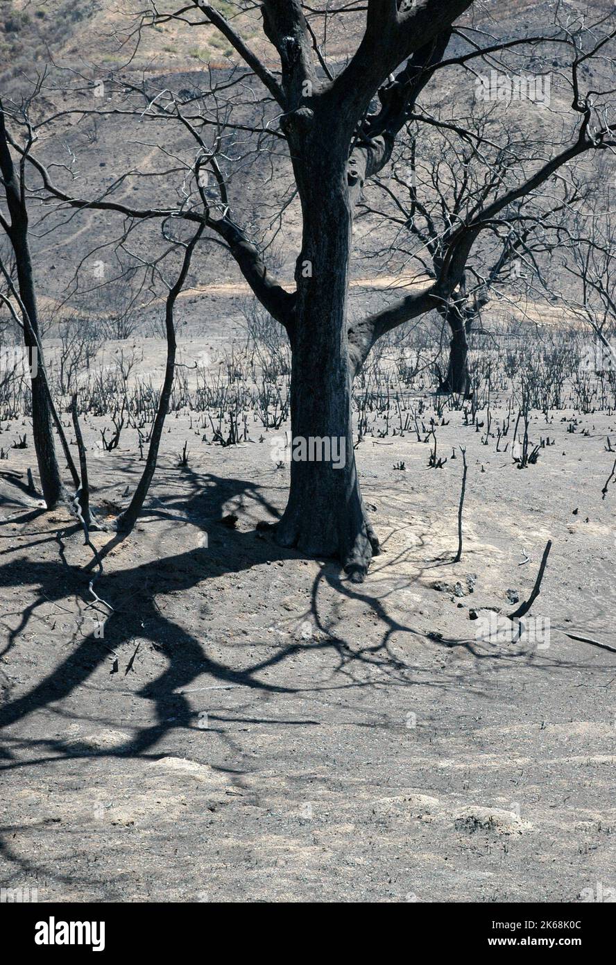 Feu de broussailles sauvage en Californie. Banque D'Images