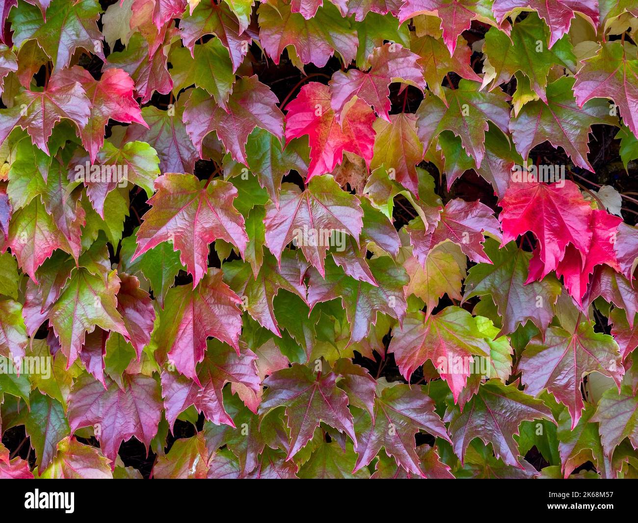 Les feuilles vertes du Parthenocissus Tricuspidata (communément appelé Boston Ivy) deviennent rouges en automne. Banque D'Images