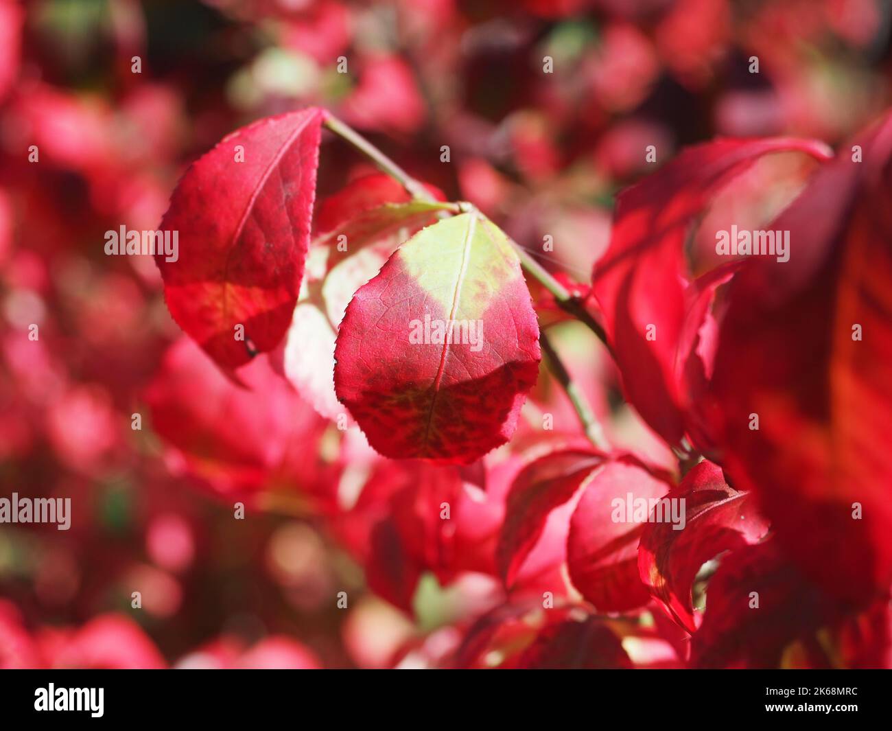 Les feuilles rouges d'Euonymus ailé brûlent le Bush Banque D'Images