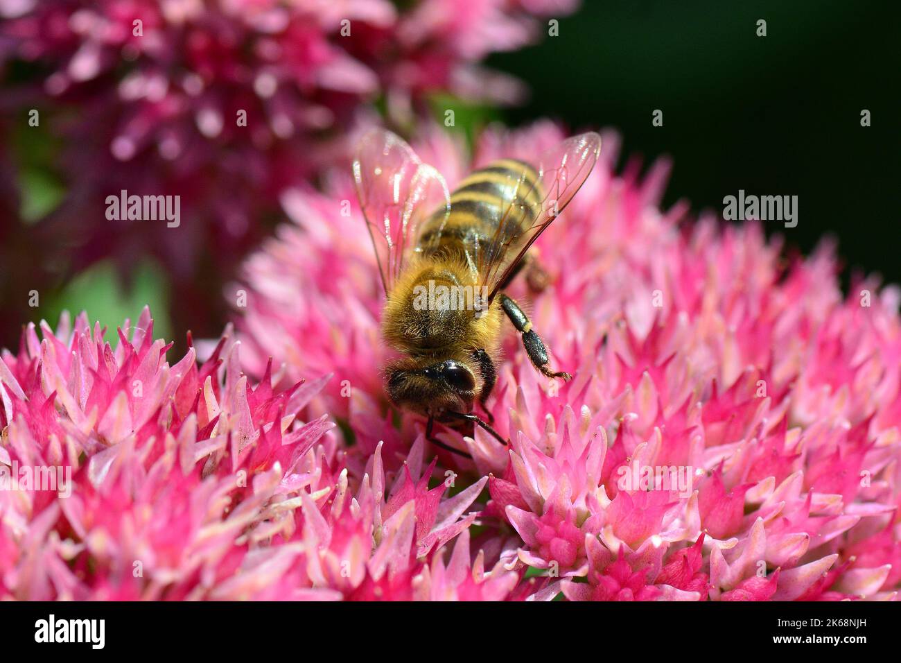 Abeille occidentale, Europäische Honigbiene, abeille européenne, Apis mellifera, háziméh, Hongrie, Budapest, Magyarprszág, Europe Banque D'Images