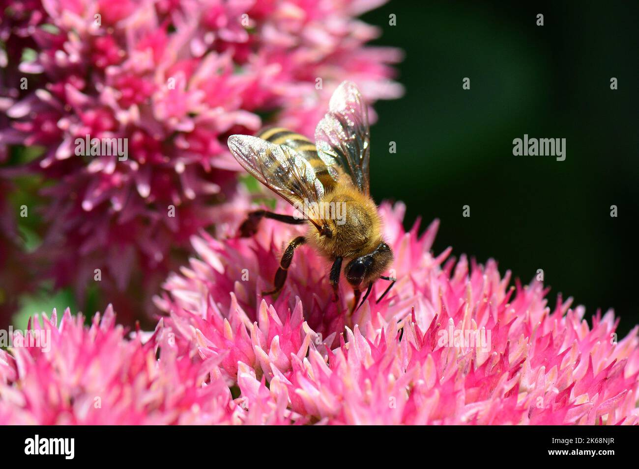 Abeille occidentale, Europäische Honigbiene, abeille européenne, Apis mellifera, háziméh, Hongrie, Budapest, Magyarprszág, Europe Banque D'Images