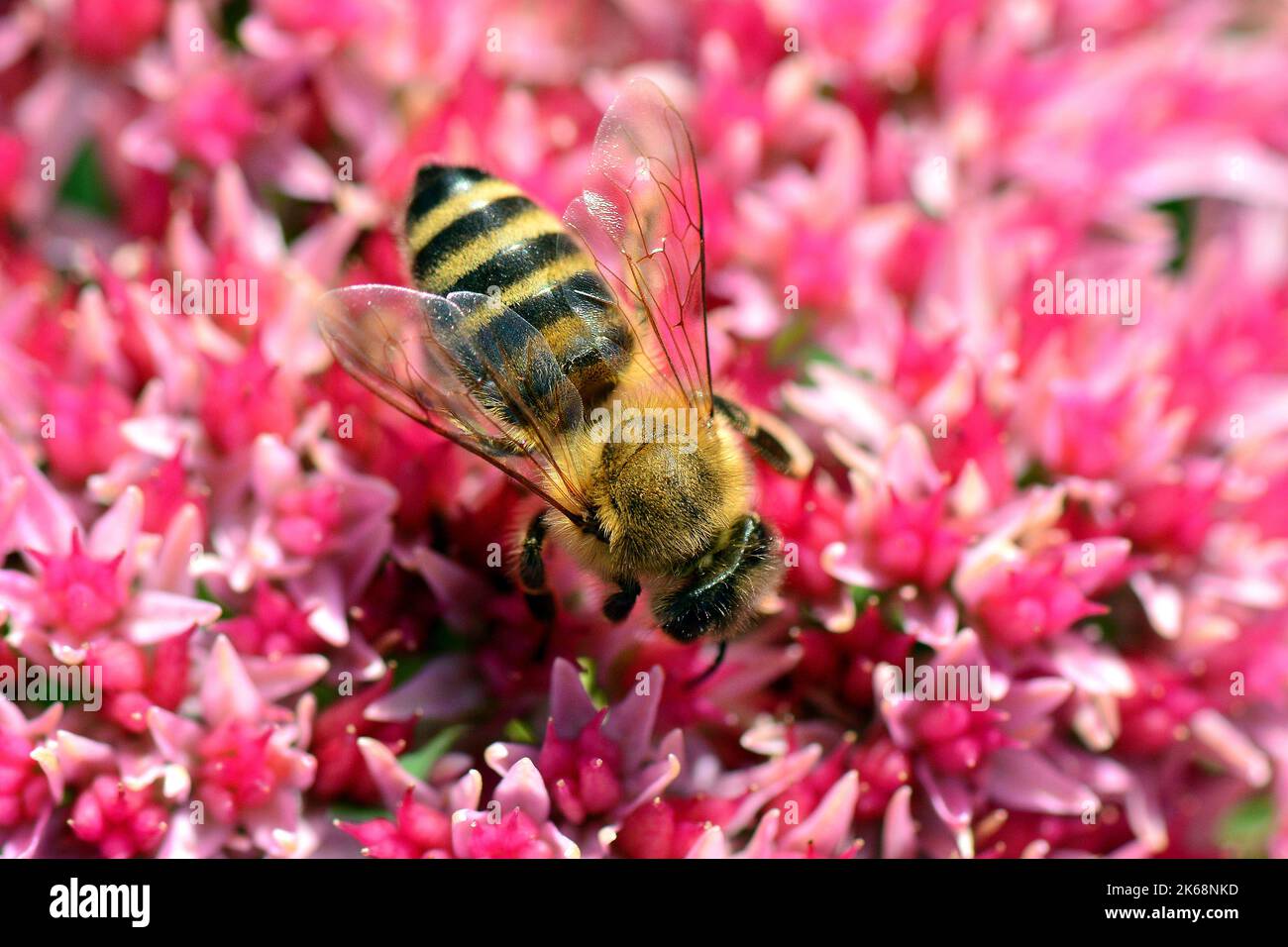 Abeille occidentale, Europäische Honigbiene, abeille européenne, Apis mellifera, háziméh, Hongrie, Budapest, Magyarprszág, Europe Banque D'Images