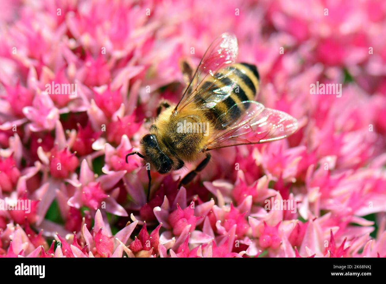 Abeille occidentale, Europäische Honigbiene, abeille européenne, Apis mellifera, háziméh, Hongrie, Budapest, Magyarprszág, Europe Banque D'Images