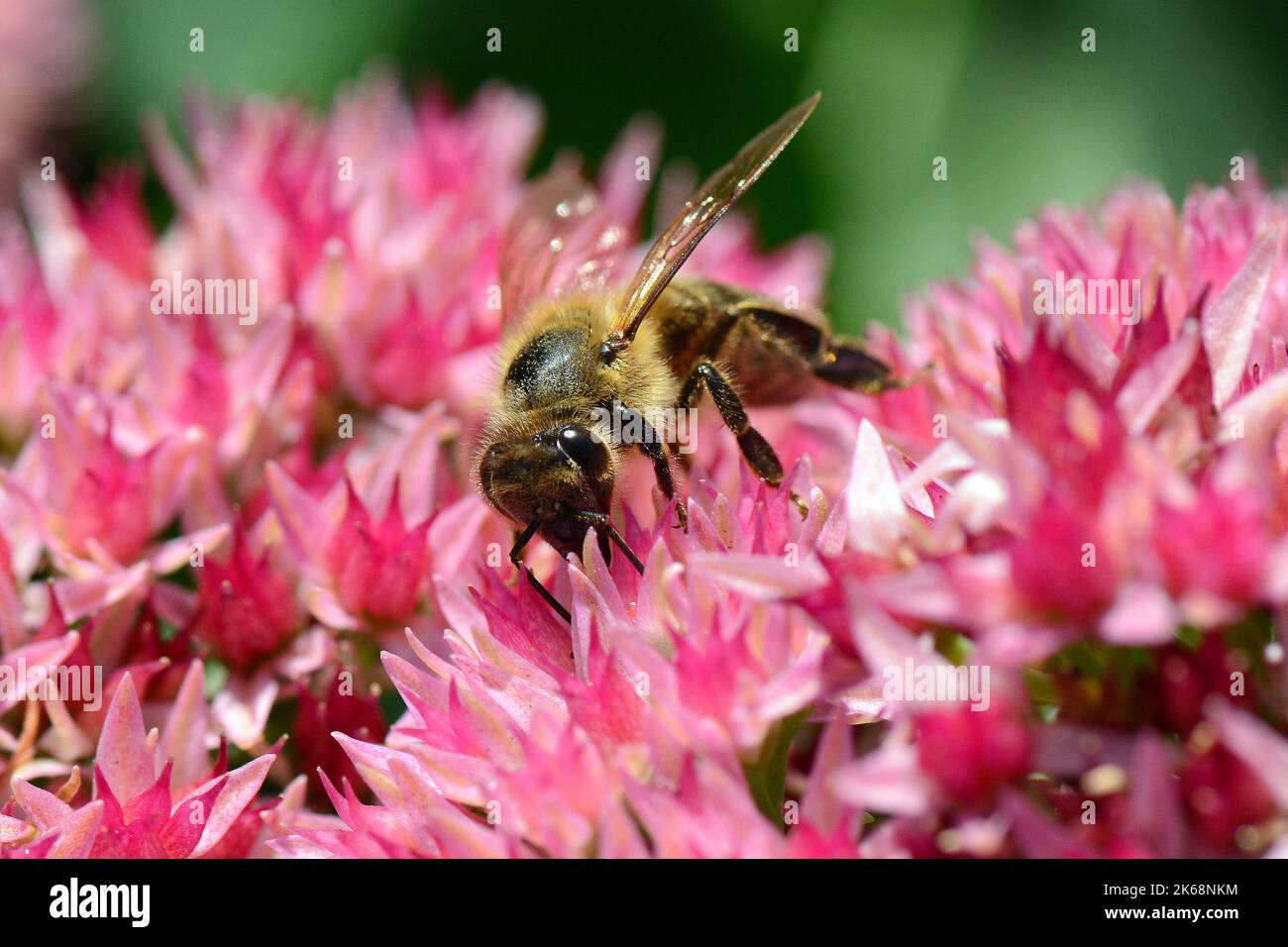 Abeille occidentale, Europäische Honigbiene, abeille européenne, Apis mellifera, háziméh, Hongrie, Budapest, Magyarprszág, Europe Banque D'Images