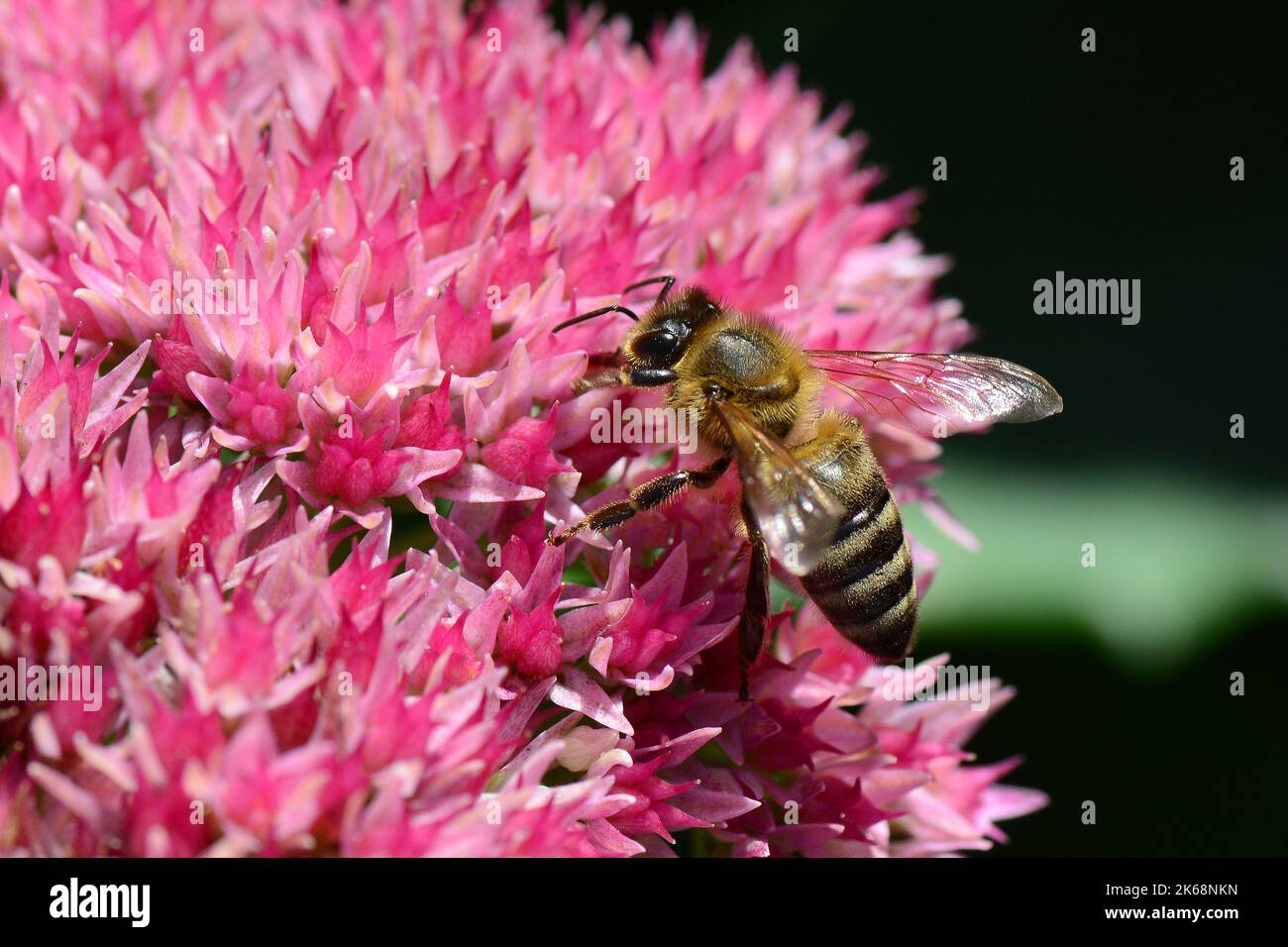 Abeille occidentale, Europäische Honigbiene, abeille européenne, Apis mellifera, háziméh, Hongrie, Budapest, Magyarprszág, Europe Banque D'Images