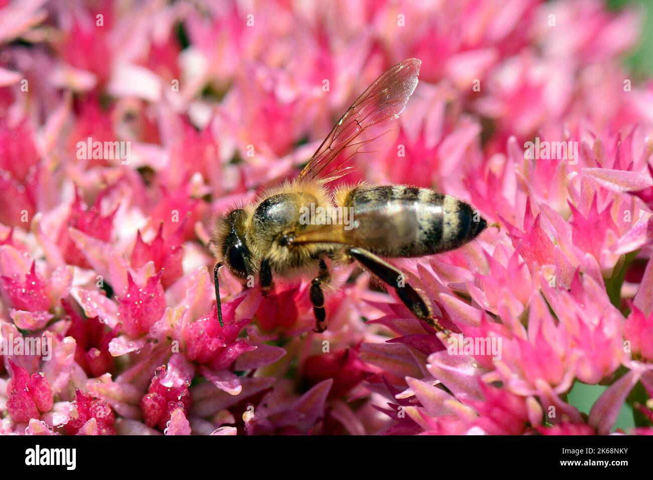 Abeille occidentale, Europäische Honigbiene, abeille européenne, Apis mellifera, háziméh, Hongrie, Budapest, Magyarprszág, Europe Banque D'Images