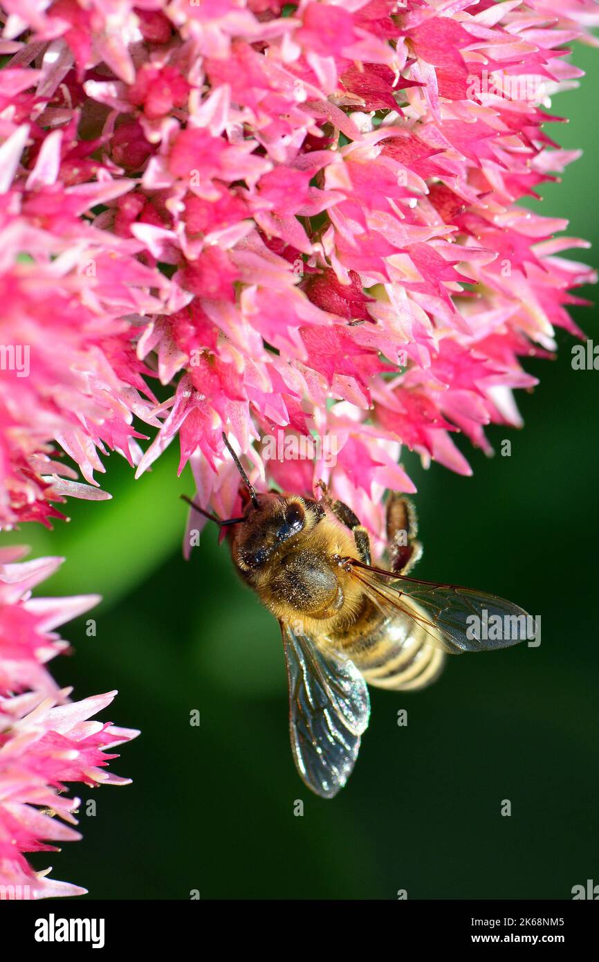 Abeille occidentale, Europäische Honigbiene, abeille européenne, Apis mellifera, háziméh, Hongrie, Budapest, Magyarprszág, Europe Banque D'Images