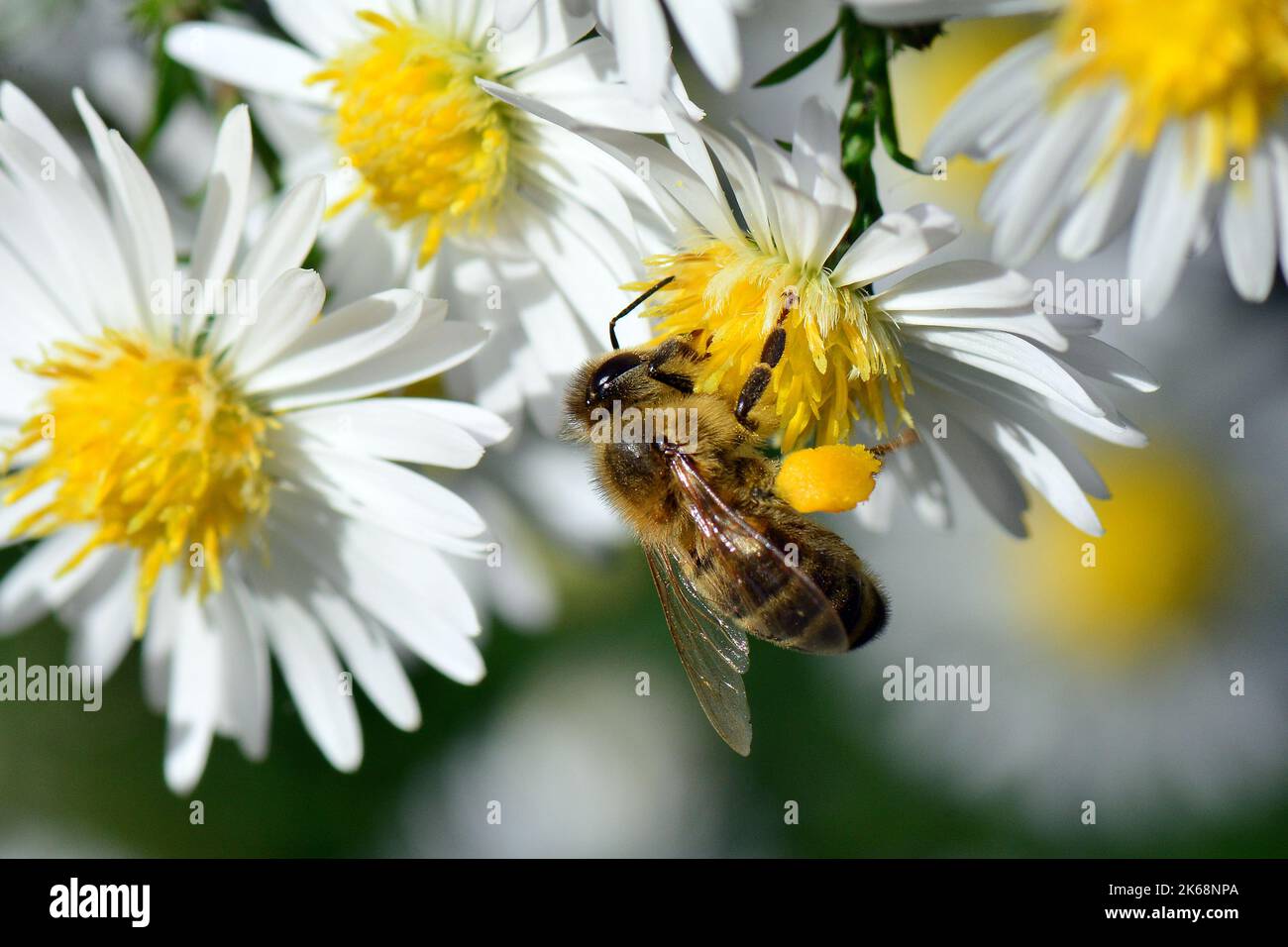 Abeille occidentale, Europäische Honigbiene, abeille européenne, Apis mellifera, háziméh, Hongrie, Budapest, Magyarprszág, Europe Banque D'Images