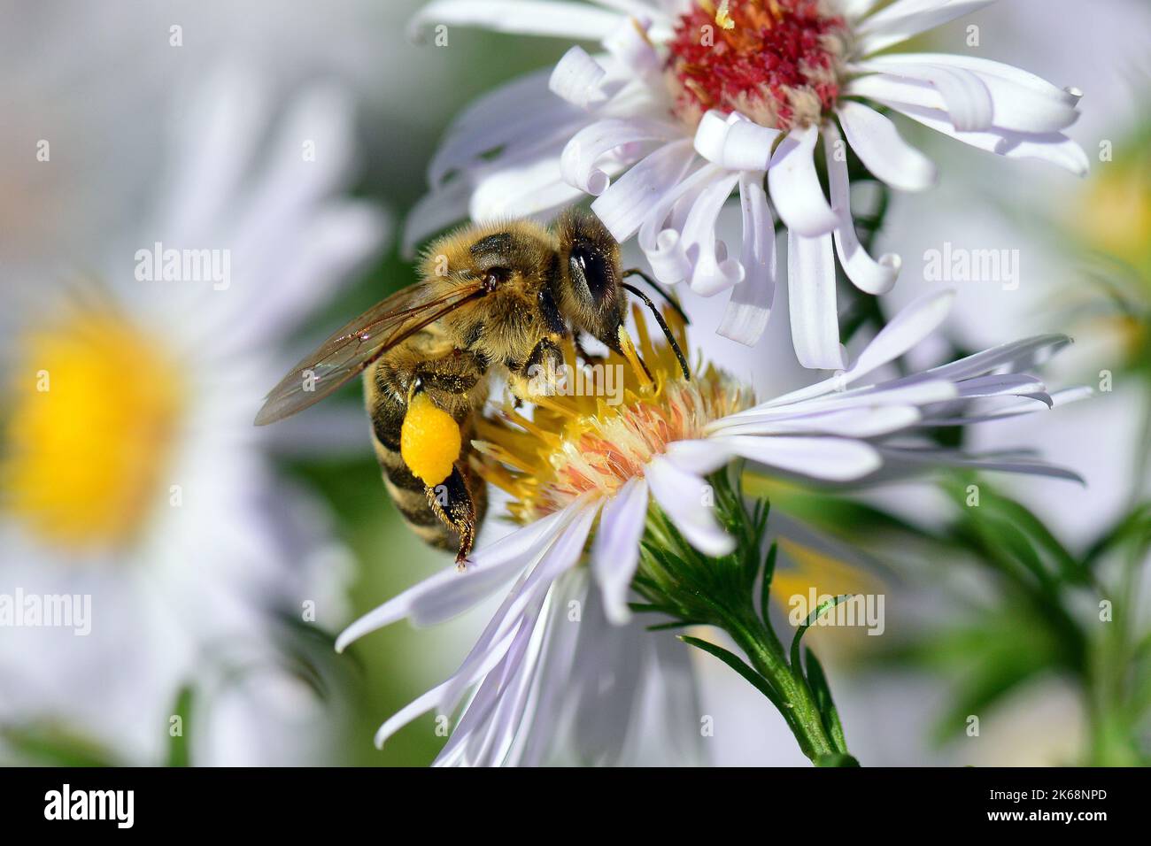 Abeille occidentale, Europäische Honigbiene, abeille européenne, Apis mellifera, háziméh, Hongrie, Budapest, Magyarprszág, Europe Banque D'Images